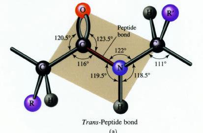 FEATURES OF THE PEPTIDE BOND: 1.