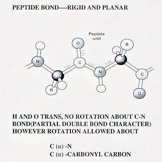 - No tendency to protonate - No significant rotation occurs around the peptide bond itself.