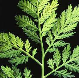 Coartem History The active ingredient in Coartem, artemisinin, is a plant-derived product from sweet wormwood or Artemisia annua Artemisinin is an ancient Chinese medicine used in modern practice