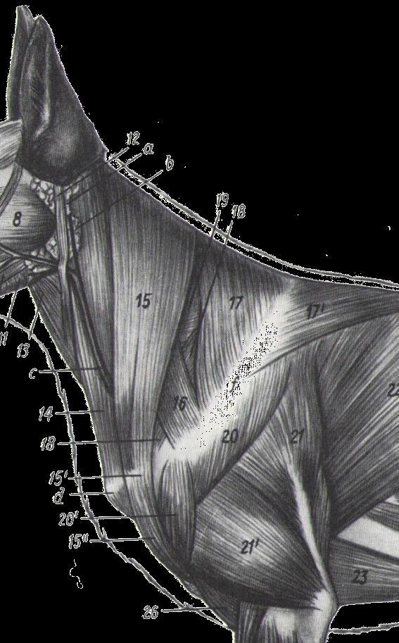 Musculature of the Pectoral Girdle Extrinsic = Superficial Musculature 2) M. sternocleidomastoideus : ally (in man): the middle of the neck the sternum (M. sternomastoideus of man = M.