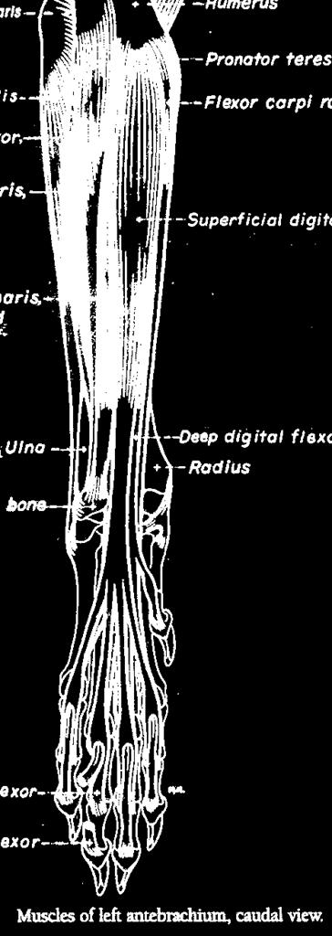 Muscles of the Carpal Joint 3) M. flexor carpi radialis : strong, fleshy muscle covering caudomedial aspect of the radius.