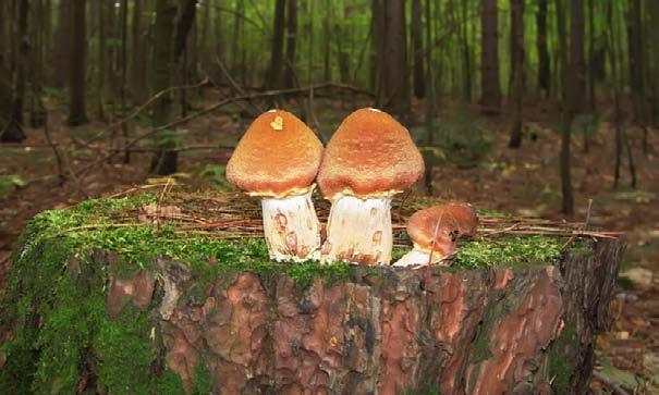 Mushrooms decompose a tree stump. Table of Contents Introduction... 4 Producers and Consumers.