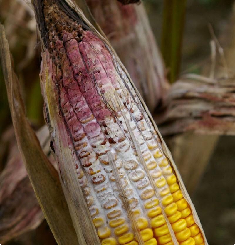 EAR AND KERNEL ROTS THAT BEGIN IN THE FIELD: Gibberella Ear Rot or Red Rot (Gibberella zeae) Of all the ear rots, Gibberella Ear Rot is generally regarded as the most destructive and economically