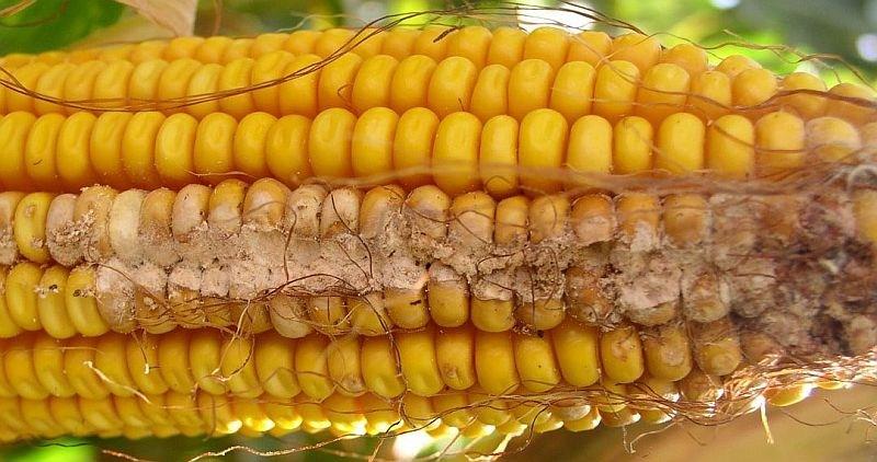 Fusarium Ear and Kernel Rot (Fusarium moniliforme, F. proliferatum, F. subglutinans) Fungal growth on kernels and silks range in colour from almost white with a pinkish tinge to light purple.