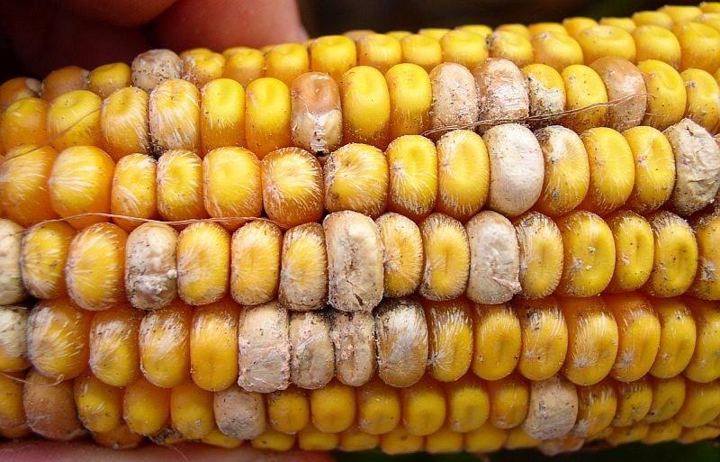 In severe infections, whitish fungal growth may be observed on and between kernels; the entire ear has a whitish, weathered appearance. Figure 51. Fusarium ear rot. Photo courtesy of Pioneer Hi-Bred.