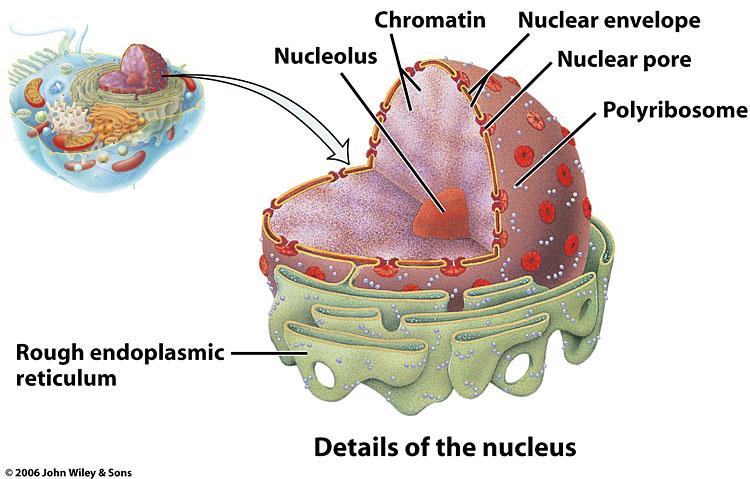 Nucleus and