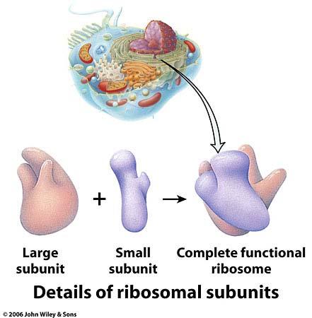 Ribosomessite of