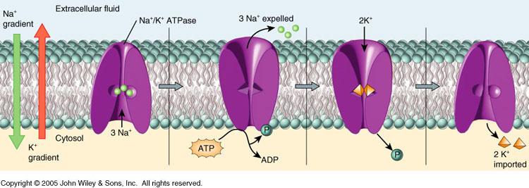 Active Transport The sodium-potassium pump (NA+/K+ ATPase) expels sodium ions (Na+) and brings potassium ions (K+) into the cell. ATP powers pump. 1. 3 Na+ inside cell bind to pump protein 2.