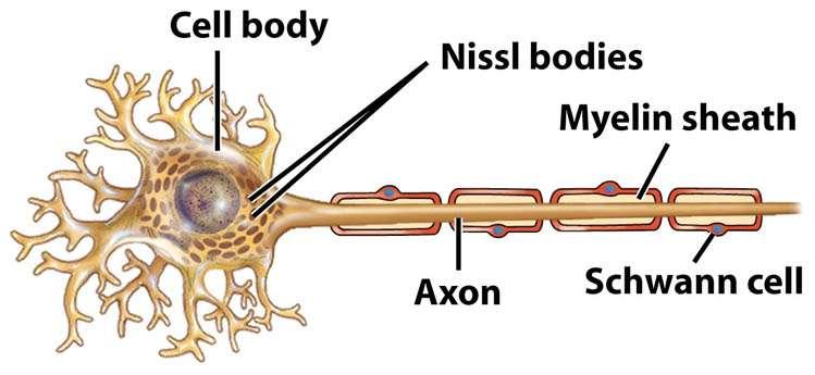 13 - Cells of the Nervous System