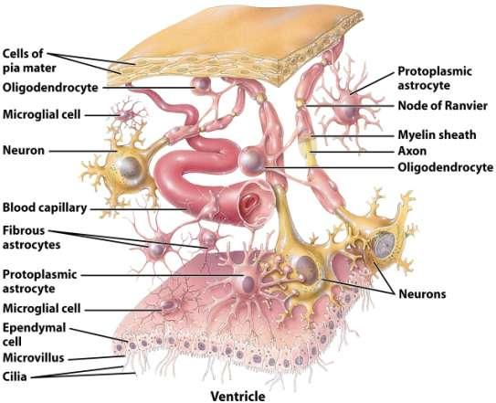 Glial (Neuroglia) Cells Glial cells found in CNS: 1. Astrocytes- most abundant, nutrient providers. 2. Oligodendroglia- myelin sheaths. 3. Microglia- phagocytes. 4.