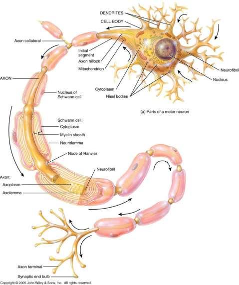 1. Component Parts of A Neuron Nerve Cells (Neurons): The nerve cells serve to carry electrical impulses. They are electrically excitable.