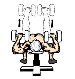 Flat Bench Dumbbell Press 1. While seated on the edge of a flat bench, grasp two dumbbells in an overhand grip. 2. Rest the dumbbells in an upright position on the edge of your knees.