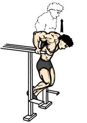Parallel Bar Dips 1. Support your body at straight arm s length. 2. Keep your back straight, torso straight, knees flexed, and feet behind you. 1. Lower your body to a point where you feel a comfortable stretch.
