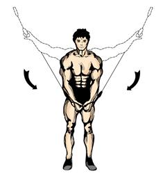 this position. The dumbbell will actually be behind your head in this position. 2. Slowly raise the dumbbell back to it s starting position. Cable Cross Over 1.