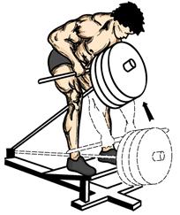 1. Lower the trunk of your body towards the floor. 2. Rise until your body is in a straight line. Lower and repeat. T Bar Rows 1.