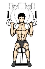 The Arnold Press 1. In a seated position with your feet firmly planted on the floor, grasp two dumbbells with both hands. 2. Curl the weight up to the shoulder area.