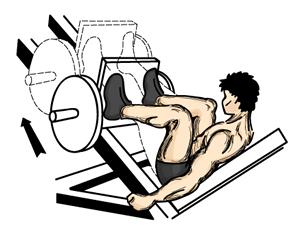 2. Slowly straighten your legs and return to the start position. Keep your head level at all times. 3. Keep the movement fluent, slow, and controlled. Leg Press 1.