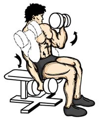 Seated Alternate Dumbbell Curl 1. Using a bench, sit with your back straight and feet firmly planted on the floor. Grab a pair of dumbbells using an underhand grip and hold in the arms down position.