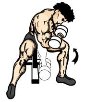Concentration Curl 1. Sit at the end of a flat bench. Rest one elbow on the inside of your thigh and the non exercising hand on your free leg. Keep your feet flat on the floor. 1. Exercise one arm at a time.