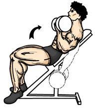 Incline Dumbbell Curl 1. Lie back on an incline bench that is set at about 45 degrees. Keep your back on the bench and back flat on the bench. Ensure that your feet are flat on the floor. 2.