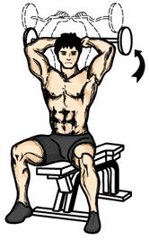 Seated Overhead Barbell Extensions 1. While seated, grab a barbell in an overhand grip with your hands spaced about 8" to 10" apart. Press the weight directly over your head. 2.