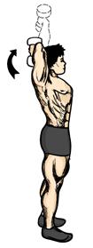2. Slowly bring your arms back to the starting position. Repeat the movement. 3. Make sure that you bend only your elbows keeping your upper arms motionless. One Arm Dumbbell Extensions 1.
