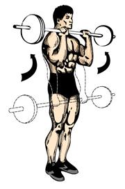 Forearms Exercises Reverse barbell curls Wrist curl Reverse wrist curl Back to weight training exercise menu Reverse Barbell Curl Some will argue that this is a biceps exercise