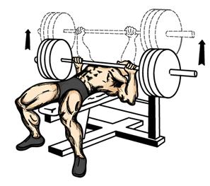 Bench Press 1. Lie back on the bench with your feet firmly planted on the floor and back pressed firmly against the padding. 2.