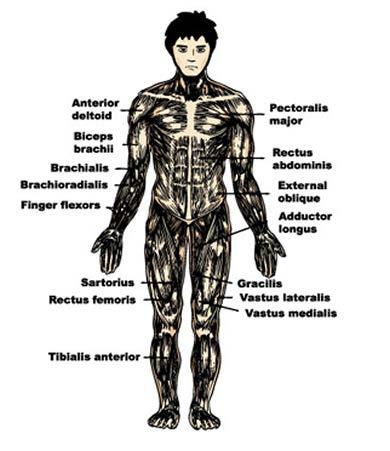 Front Illustration Of The Muscles Of The Body Back to