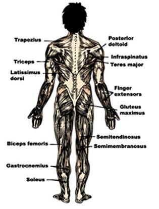 Back Illustration Of The Muscles Of The Body Back to