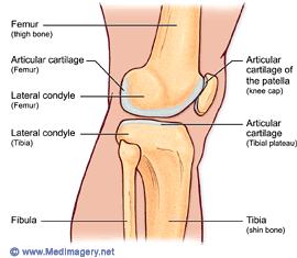 Cartilage Provides a supportive framework for various structures.