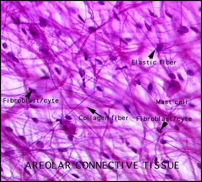 Areolar Tissue Most widely distributed connective tissue in the body
