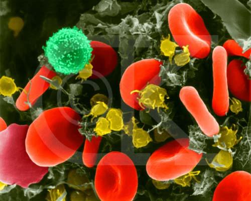 Blood Blood is composed of cells (red and white) suspended in a fluid matrix (plasma).