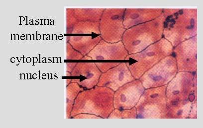 Simple Squamous Epithelium Single layer of thin squamous cells resting on a basement