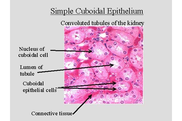Simple Cuboidal Epithelium One layer of cuboidal cells resting on a basement