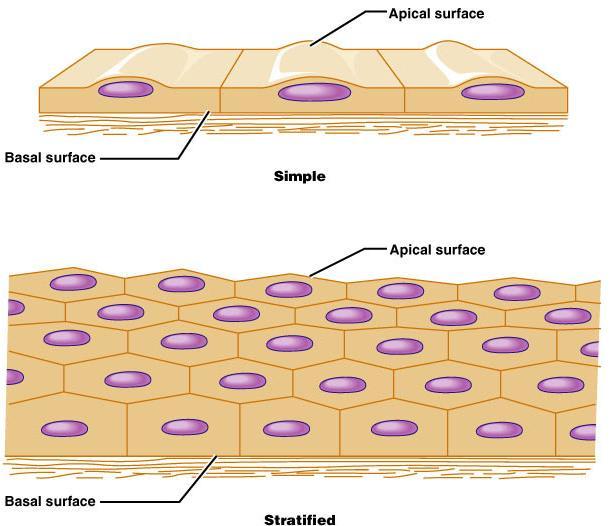 apical surface = free surface basal surface