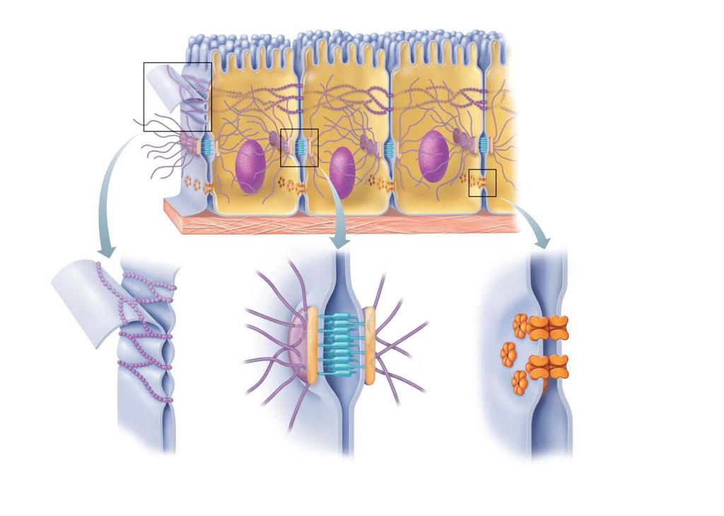 Figure 3.5 Cell junctions.