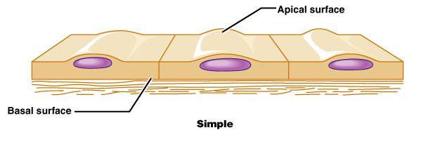 simple squamous epithelium structure one row of very thin cells function thin - allow exchange of