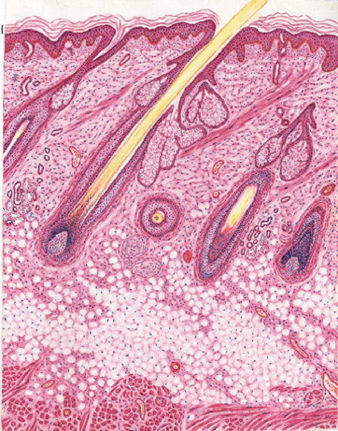 organs are built in layers : epithelial