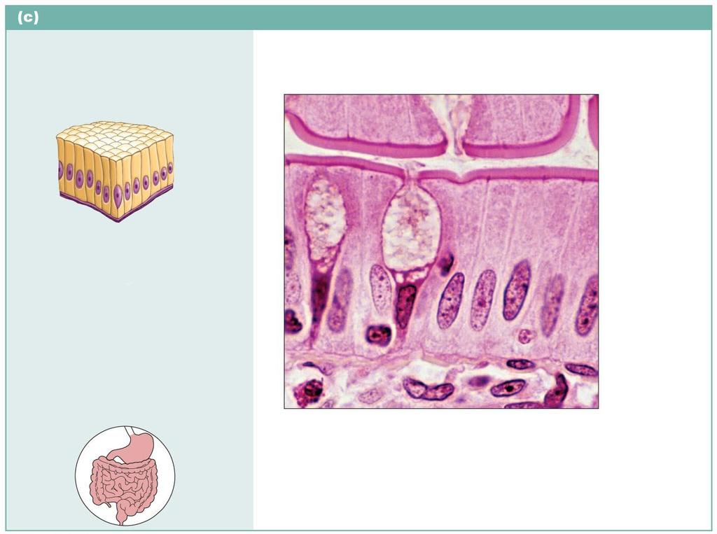 Figure 4.3c Epithelial tissues.