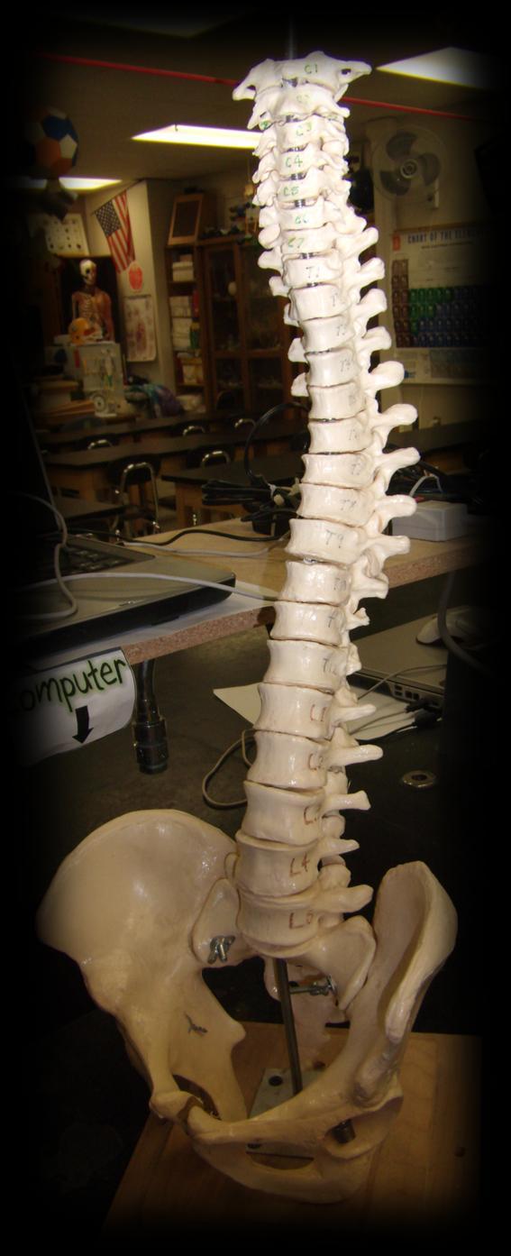 Station 6 13. How many vertebrae can you count in this spine? 14.
