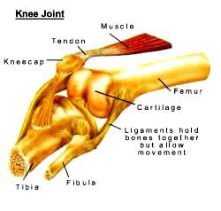 Station 8 Joints occur wherever two or more bones meet. Cartilage is found between bones and acts as a shock absorber.