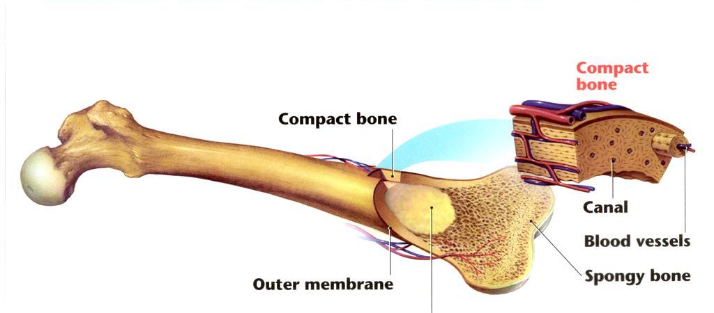 Spongy Bone the inner layer of the bone filled with spaces. Just as strong as compact bone. Bone Marrow substance filling the spaces of spongy bone.