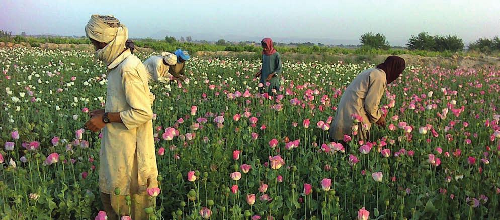 Islamic Republic of Afghanistan Ministry of Counter Narcotics Afghanistan Opium Survey