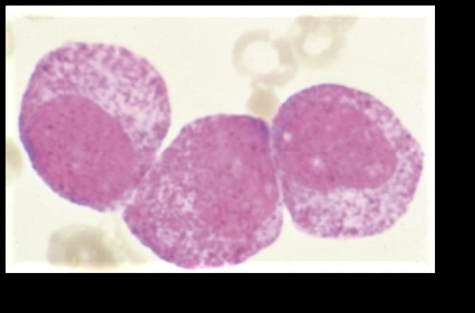 they are of neutrophil, eosinophil or basophil lineage.