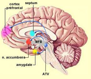 Nucleus accumbens From Wikipedia, the free encyclopedia Brain: Nucleus accumbens Nucleus accumbens visible in red.