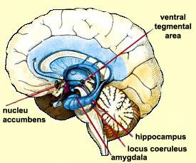 THE PLEASURE CENTRES AFFECTED BY DRUGS The nucleus accumbens definitely plays a central role in the reward circuit.