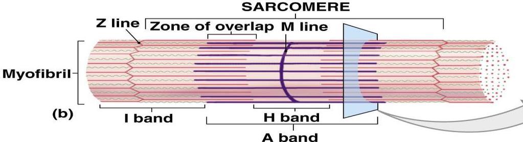 SKELETAL MUSCLE FIBERS Sarcomeres Smallest contractile units of muscle There are multiple within a myofibril Forms