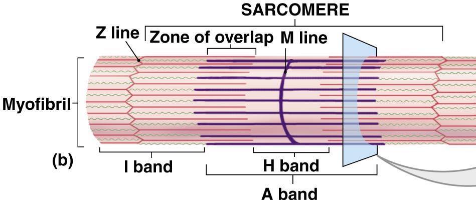 SKELETAL MUSCLE FIBERS Sarcomeres Zone of overlap: densest, darkest areas thick and thin filaments