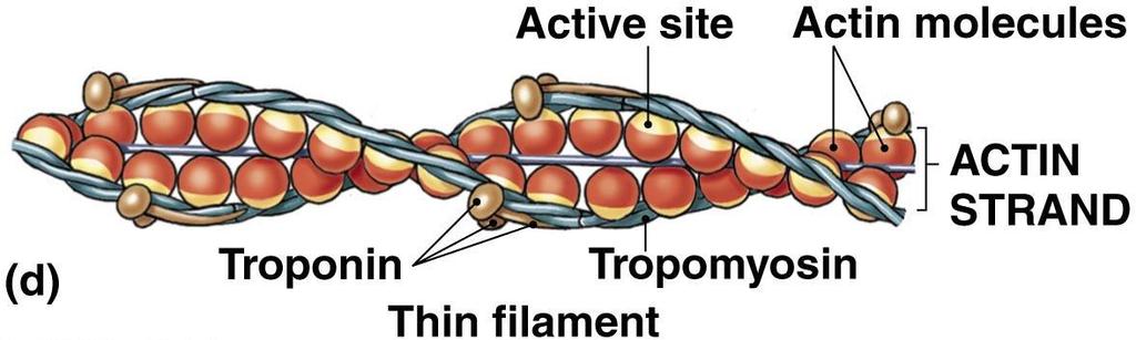 Thin and Thick Filament Structure Thin filaments: F-actin two twisted rows Tropomyosin; prevents actin myosin